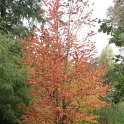 Cercidiphyllum japonicum automne P2A